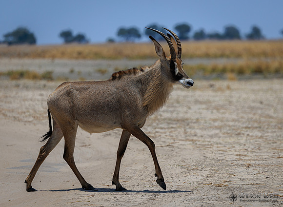 Roan Antelope