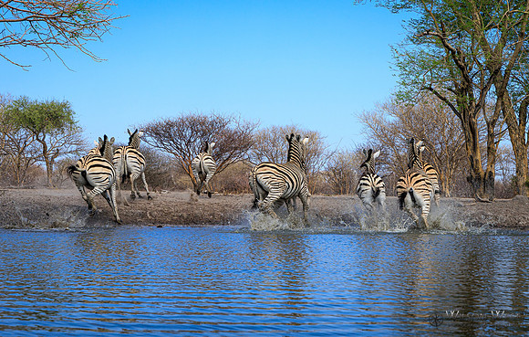 Burchell's Zebra