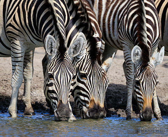 Burchell's Zebra