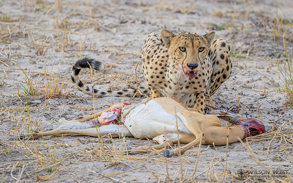 Cheetah
