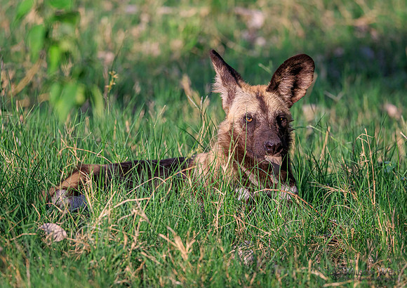 African Wild Dog