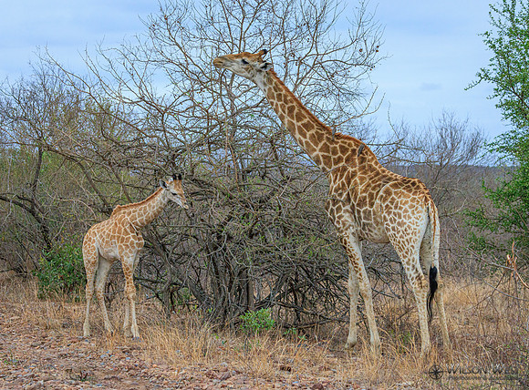 Giraffe