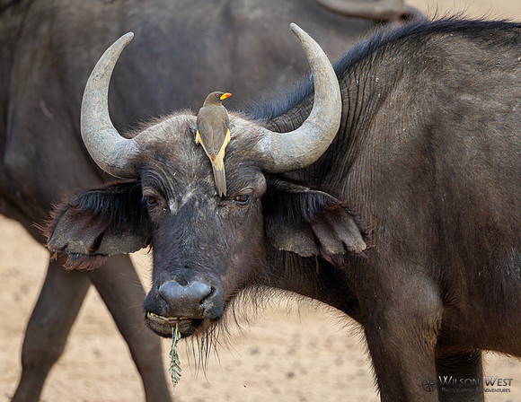 Cape Buffalo, Red-billed Oxpecker