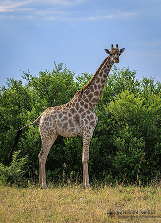 Giraffe