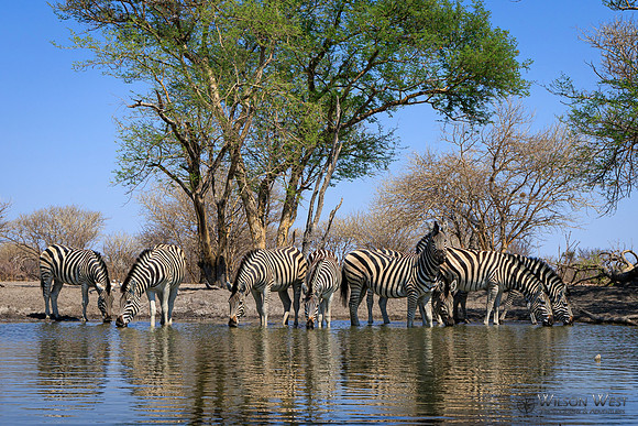 Burchell's Zebra
