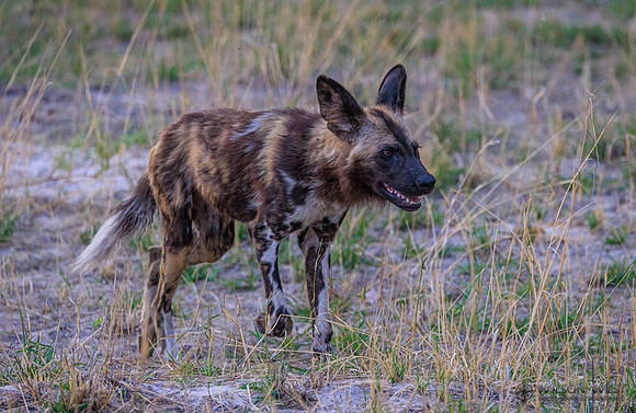 African Wild Dog