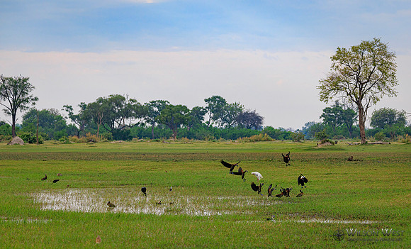 White-faced Whistling Duck