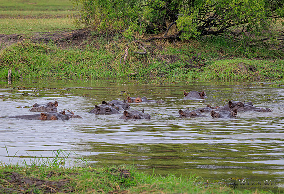 Hippopotamus