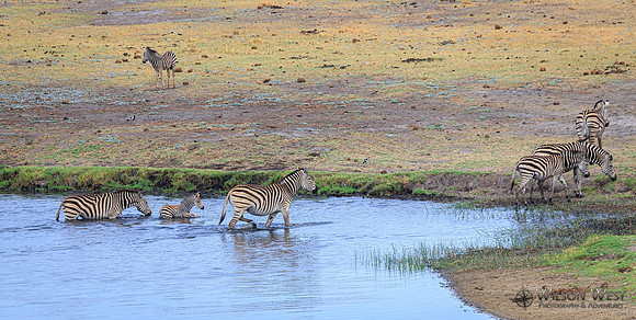 Burchell's Zebra