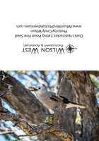 Birds - Clarks Nutcracker