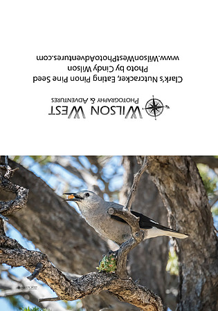 Birds - Clarks Nutcracker