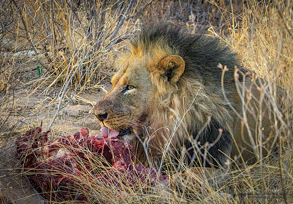Lions eating a kudu
