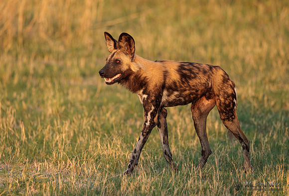 African Wild Dog