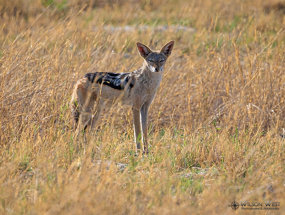 Black-backed Jackal