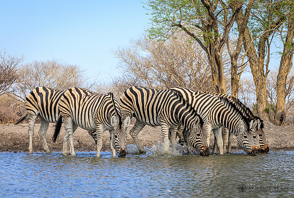 Burchell's Zebra