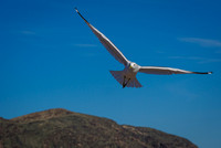 Lake Mead Gulls & More 1-25-2020
