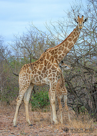 Giraffe