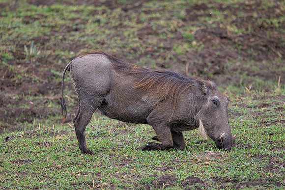 Warthog