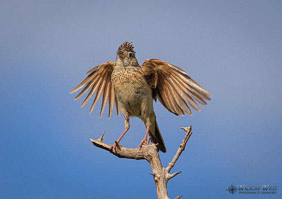 Rufous-naped Lark