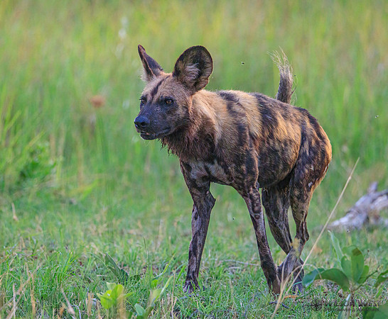 African Wild Dog