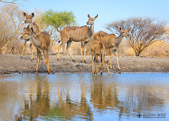 Greater Kudu