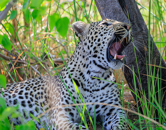 Leopard