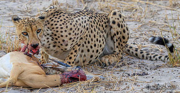 Cheetah
