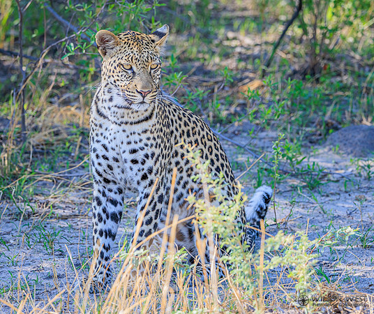 Leopard
