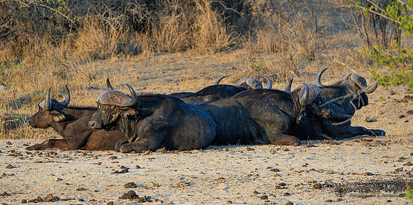 Cape Buffalo