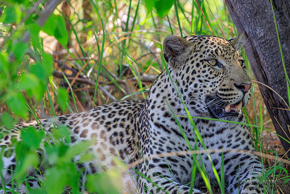 Leopard