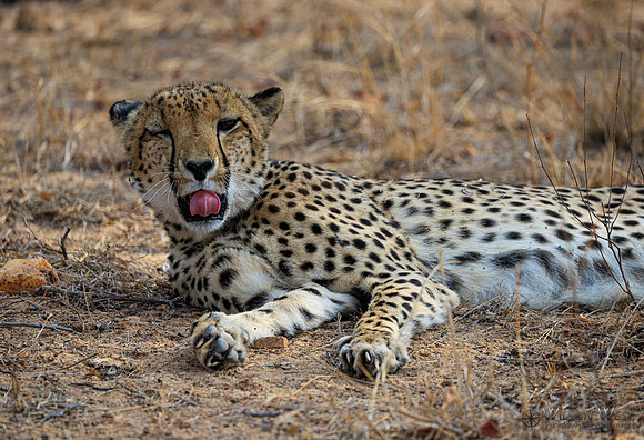 Cheetah