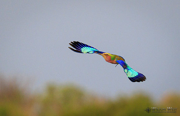 Lilac-breasted Roller