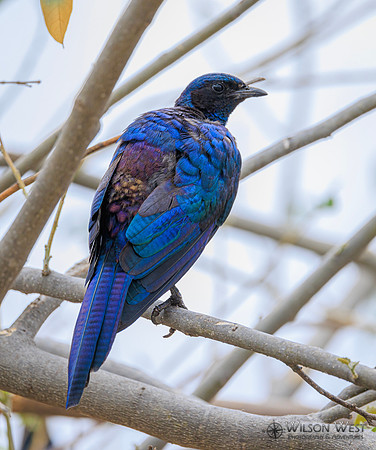 Burchells Starling