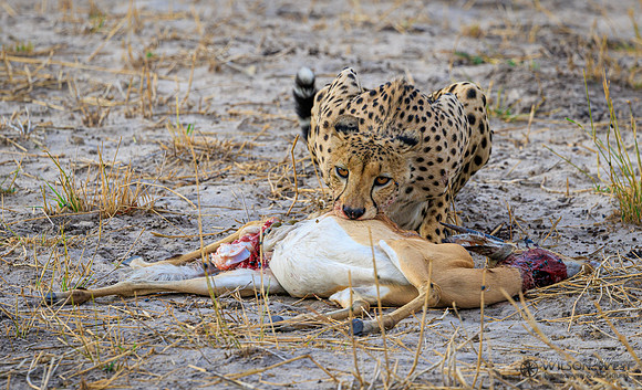 Cheetah