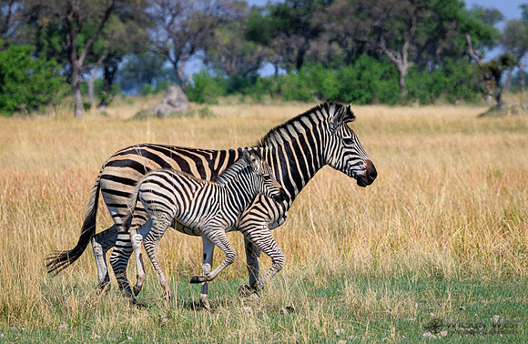Burchell's Zebra