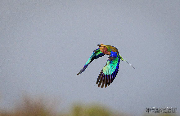 Lilac-breasted Roller