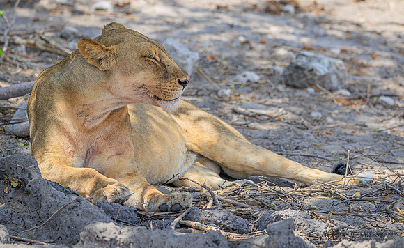 Lion