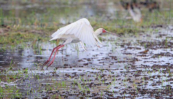 African Spoonbill