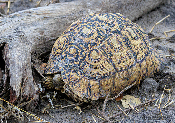 Leopard Tortoise