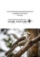 Birds - Gray Jay