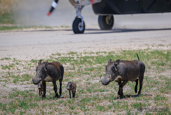 Warthog
