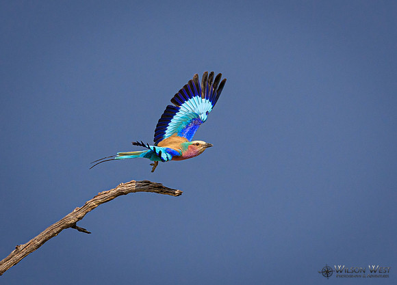 Lilac-breasted Roller