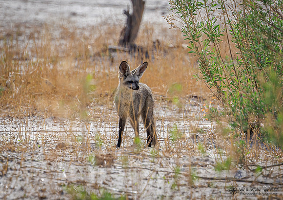 Bar-eared Fox