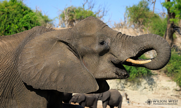 Elephant