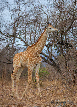 Giraffe