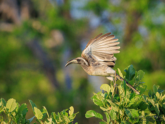 Gray Hornbill