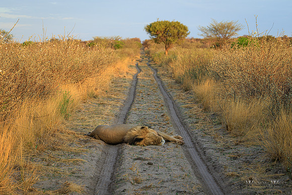 Lion