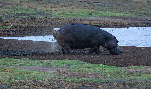 Hippopotamus