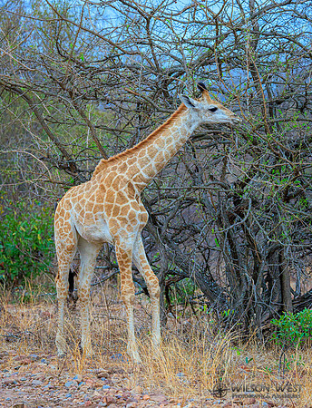 Giraffe
