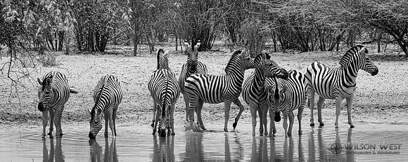 Burchell's Zebra